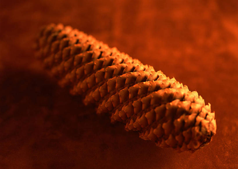 无人,横图,俯视,室内,特写,白天,石头,阴影,朦胧,模糊,反射,石子,影子,坚果,果实,松果,一个,干果,单个,松塔,石块,岩石,彩图,高角度拍摄