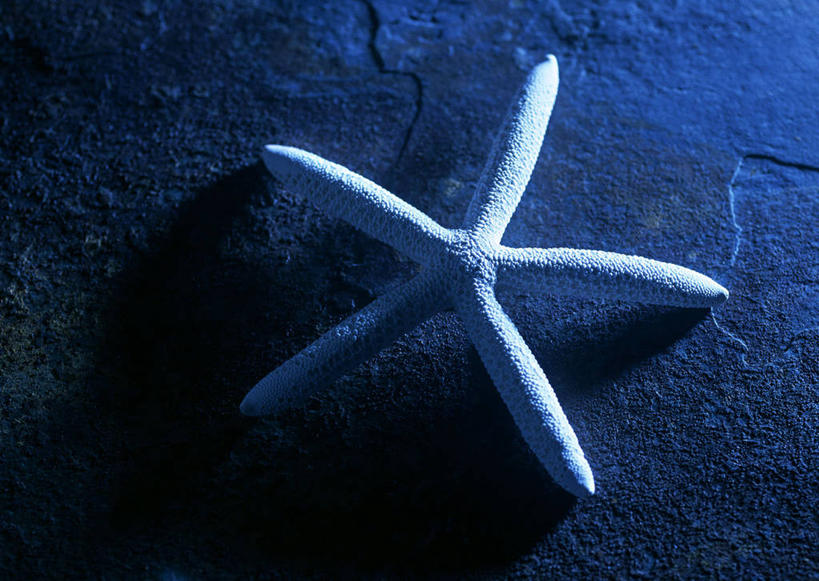 无人,横图,俯视,室内,特写,白天,石头,海星,静物,遗迹,化石,石子,海洋生物,一个,自然,动物,生物,单个,遗体,古生物,棘皮动物门,石块,岩石,星鱼,彩图,高角度拍摄