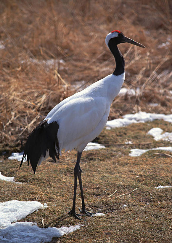 无人,站,竖图,室外,白天,侧面,旅游,度假,美景,雪,植物,大雪,丹顶鹤,日本,亚洲,枯萎,鹤,积雪,景观,雪景,冬季,冬天,枯草,注视,娱乐,草,一只,黄色,自然,观察,看,站着,享受,休闲,景色,放松,寒冷,观看,吉祥,察看,高雅,关注,自然风光,东亚,日本国,长寿,严寒,鴜鷜,忠贞,仙鹤,站立,彩图,全身