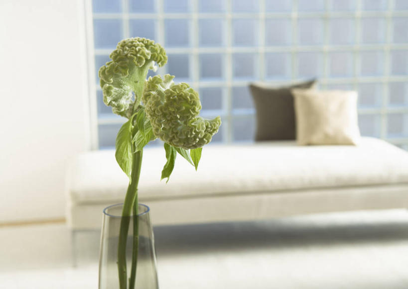 无人,家,客厅,横图,室内,白天,正面,爱情,智慧,别墅,地毯,家具,靠垫,沙发,装修,建筑,花瓶,欧式,阴影,朦胧,模糊,艺术,装饰,盛开,编织,反射,影子,手工艺品,房屋,墙,屋子,公寓,靠枕,织物,豪华,花蕾,文化,建设,现代,装潢,洋房,楼房,墙壁,墙面,住宅,玻璃制品,花,花瓣,花朵,鲜花,一个,白色,插花,玻璃瓶,瓶子,工艺品,垫子,室内装潢,枕头,花苞,花蕊,单个,华丽,修饰,插花艺术,鸡冠花,样板房,明亮,点缀,创造,起居室,舒适,家居装潢,创作,房屋设计,地中海风格,古典风格,简约风格,想象,布艺沙发,室内设计,宽敞,样板房装潢,衬托,美观,雅致,雅观,鸡髻花,老来红,芦花鸡冠,真挚,坚贞,鸡公花,客堂,设计,彩图,房子