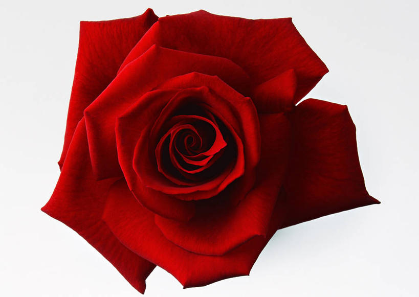 无人,横图,室内,特写,白天,白色背景,正面,爱情,幸福,纯洁,热情,玫瑰,盛开,玫瑰花,浪漫,花蕾,花,花瓣,花朵,鲜花,一朵,红色,花苞,花蕊,温暖,温馨,恩爱,摄影,红玫瑰,影棚,和睦,感动,尊敬,天真,刺玫花,徘徊花,彩图,影棚拍摄,拍摄,融洽