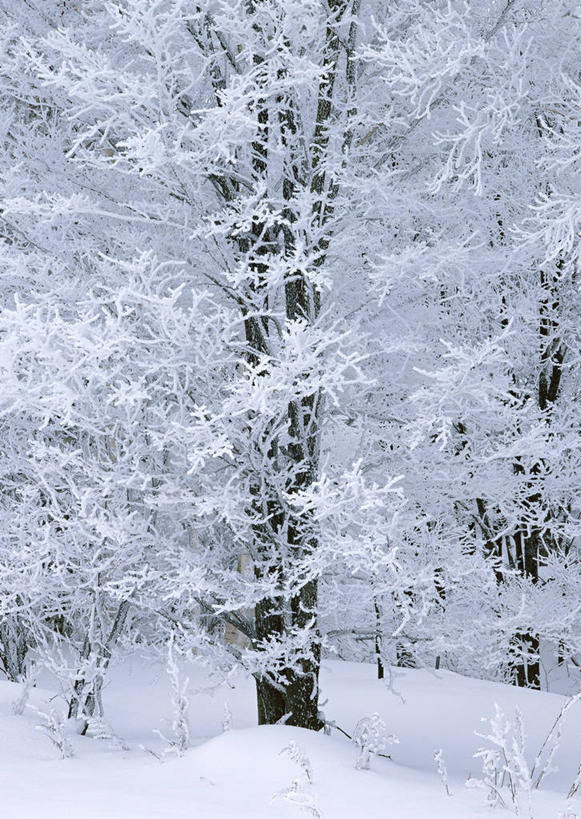 无人,竖图,室外,白天,正面,旅游,度假,美景,森林,树林,雪,植物,大雪,北海道,日本,亚洲,积雪,景观,雪景,冬季,冬天,娱乐,树,树木,绿色,自然,享受,休闲,景色,放松,寒冷,生长,成长,自然风光,东亚,日本国,北海道地方,北海道岛,富良野,严寒,道北,富良野市,彩图,上川支厅