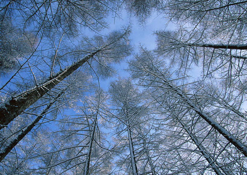 无人,横图,室外,白天,仰视,旅游,度假,美景,森林,树林,植物,松树,北海道,日本,亚洲,阴影,光线,影子,景观,树桩,娱乐,树,树干,树木,蓝色,绿色,蓝天,天空,阳光,自然,天,享受,休闲,木桩,景色,放松,生长,晴朗,成长,自然风光,坚定,东亚,万里无云,落叶松,日本国,北海道地方,北海道岛,长寿,贞洁,晴空,晴空万里,彩图,低角度拍摄,黄花松