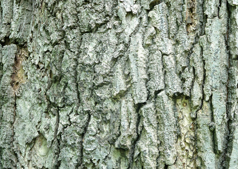 无人,横图,室外,特写,白天,正面,植物,柏树,粗糙,纹路,纹理,树皮,树桩,树,树干,树木,绿色,自然,木桩,生长,成长,毛糙,肌理,高尚,长寿,不朽,正气,彩图,粗拙