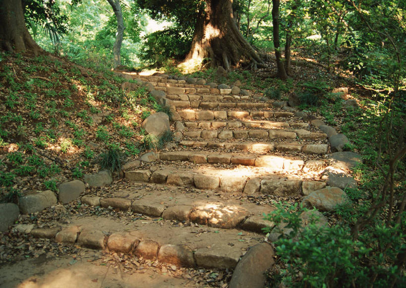无人,植物园,横图,室外,白天,正面,旅游,度假,美景,树林,植物,楼梯,东京,日本,亚洲,阴影,光线,影子,阶梯,景观,娱乐,台阶,树,树木,绿色,阳光,自然,享受,休闲,景色,放松,生长,成长,自然风光,东亚,本州,关东地方,本州岛,日本国,东京都,小石川植物园,彩图,东京大学大学院理学系研究科附属植物园,小石川,文京区