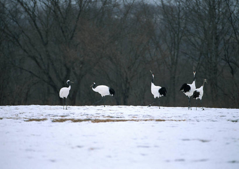 无人,站,横图,室外,白天,正面,旅游,度假,美景,森林,树林,雪,植物,大雪,丹顶鹤,北海道,日本,亚洲,鹤,积雪,景观,雪景,冬季,冬天,注视,娱乐,树,树木,绿色,自然,观察,看,站着,享受,休闲,景色,放松,寒冷,生长,五只,成长,观看,吉祥,察看,高雅,关注,自然风光,东亚,日本国,北海道地方,北海道岛,长寿,严寒,鴜鷜,忠贞,仙鹤,站立,彩图,全身