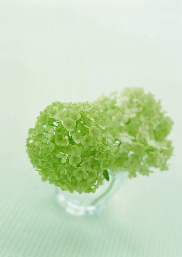 无人,竖图,俯视,室内,特写,白天,智慧,花瓶,绿色背景,阴影,新鲜,艺术,盛开,反射,影子,花蕾,文化,玻璃制品,花,花瓣,花朵,鲜花,一个,绿色,插花,玻璃瓶,瓶子,花苞,花蕊,摄影,影棚,单个,青春,插花艺术,创造,生命,创作,和平,安详,想象,荚莲,冷色,彩图,高角度拍摄,影棚拍摄,拍摄