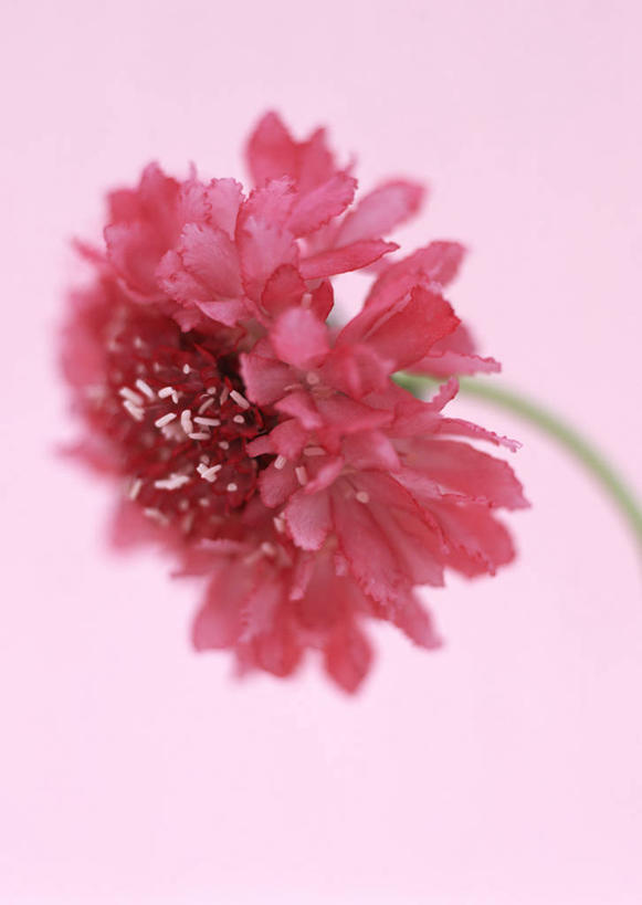 无人,竖图,室内,特写,白天,正面,粉色背景,盛开,大丽花,花蕾,花,花瓣,花朵,鲜花,粉色,花苞,花蕊,菊花,摄影,影棚,大理花,大丽菊,富丽,大方,彩图,影棚拍摄,拍摄