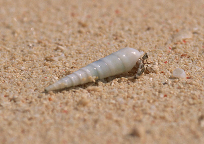 无人,横图,俯视,室外,特写,白天,美景,沙滩,贝壳,马来西亚,亚洲,阴影,朦胧,模糊,光线,沙子,影子,海岸,景观,沙地,一个,阳光,自然,景色,东南亚,单个,自然风光,马来西亚联邦,贝类外壳,海螺壳,软体动物外壳,海滩,彩图,高角度拍摄,诗巴丹,诗巴丹岛