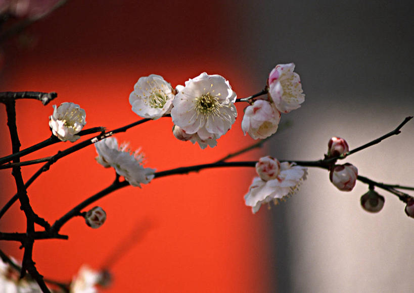 无人,横图,室外,特写,白天,正面,美景,植物,阴影,朦胧,模糊,盛开,光线,影子,景观,梅花,枝条,花蕾,花,花瓣,花朵,鲜花,树,树木,树枝,白色,阳光,自然,花苞,花蕊,景色,高雅,坚强,自然风光,虬枝,枝杈,梅,彩图
