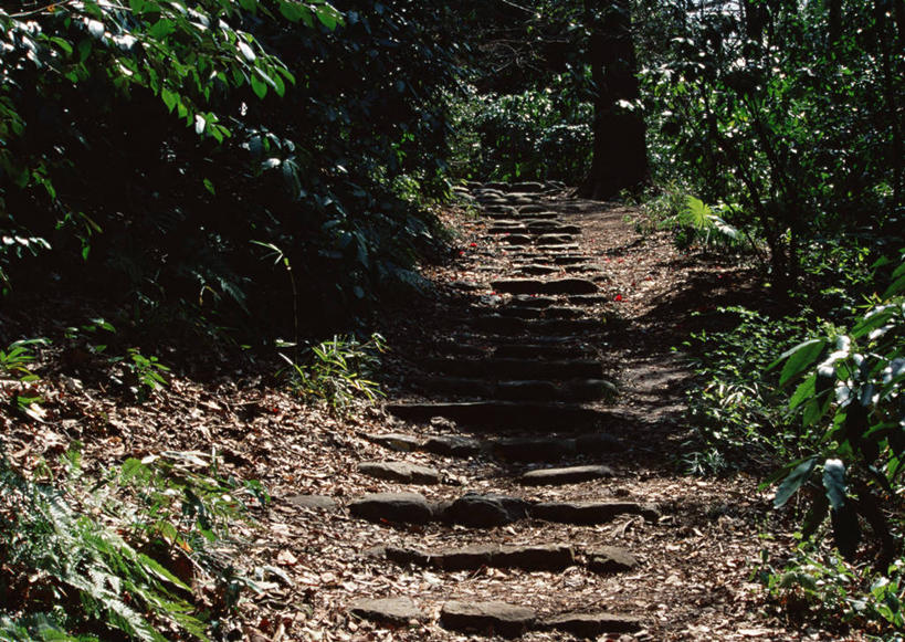 无人,横图,室外,白天,正面,旅游,度假,美景,森林,树林,植物,道路,路,东京,日本,亚洲,阴影,光线,影子,景观,小路,交通,娱乐,树,树木,绿色,阳光,自然,享受,休闲,景色,放松,乡间小路,生长,成长,自然风光,东亚,本州,关东地方,本州岛,日本国,东京都,彩图,文京区
