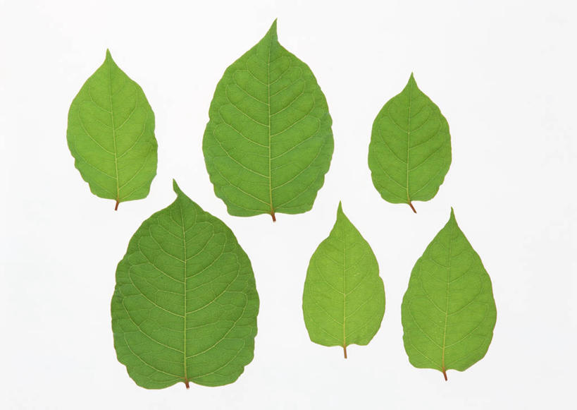 无人,横图,室内,特写,白天,白色背景,正面,植物,叶子,一排,许多,整齐,并列,并排,纹理,绿叶,草药,药草,很多,中药,树叶,排列,绿色,嫩叶,清热,摄影,影棚,解暑,队列,药材,中草药,平行,中药材,本草,肌理,叶,叶片,叶脉,彩图,影棚拍摄,拍摄,虎杖,虎杖叶