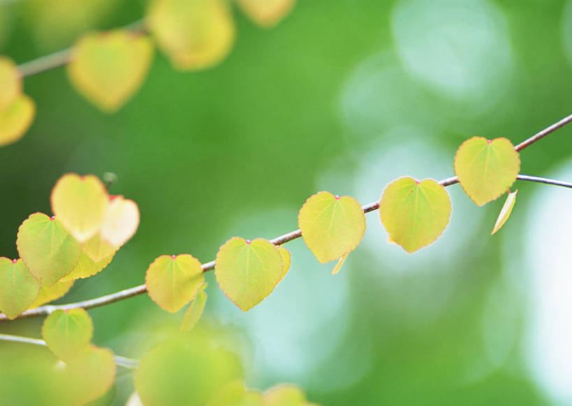 无人,横图,室外,特写,白天,正面,美景,植物,叶子,阴影,朦胧,模糊,光线,影子,景观,绿叶,枝条,树,树木,树枝,绿色,阳光,自然,嫩叶,景色,生长,成长,自然风光,连香树,虬枝,枝杈,叶,叶片,彩图
