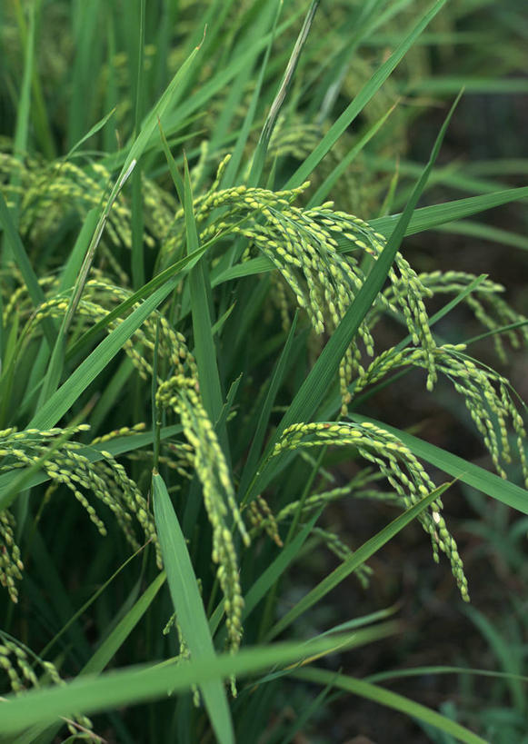 无人,农田,竖图,室外,特写,白天,正面,旅游,度假,农业,庄稼,农作物,美景,叶子,日本,亚洲,稻田,景观,绿叶,娱乐,自然,享受,休闲,嫩叶,景色,放松,大阪,自然风光,东亚,本州,大阪府,本州岛,日本国,近畿地方,近畿,叶,叶片,彩图,耕地,庄稼田