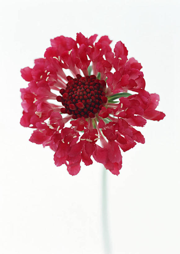 无人,竖图,室内,特写,白天,白色背景,正面,盛开,花蕾,花,花瓣,花朵,鲜花,红色,花苞,花蕊,摄影,影棚,一支,轮峰菊,山萝卜,松虫草,紫盆花,彩图,影棚拍摄,拍摄