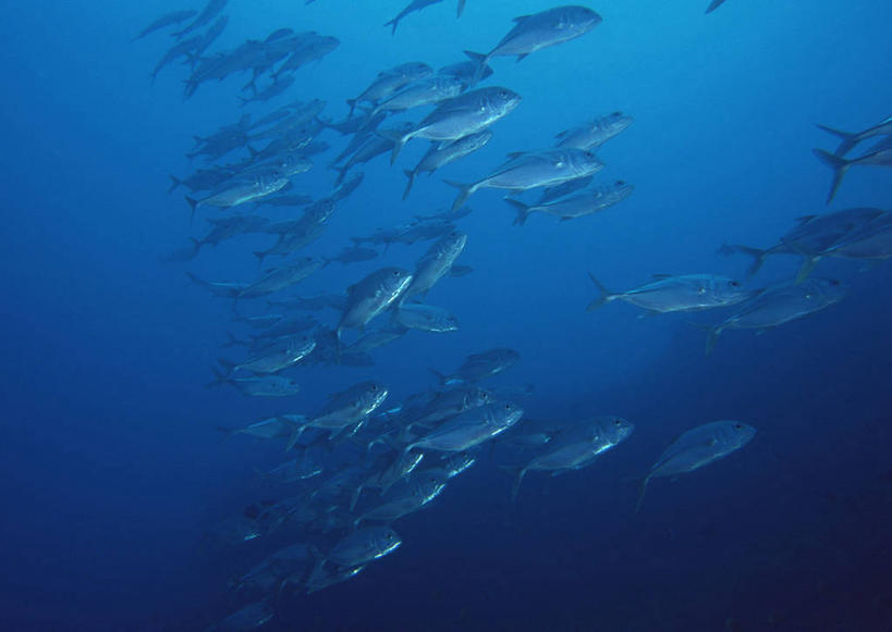 游泳,无人,横图,室外,白天,侧面,旅游,度假,海底,水下,海浪,海洋,美景,帕劳,许多,景观,浪花,水底,很多,注视,娱乐,自然,海水,观察,看,享受,休闲,景色,放松,海底世界,观看,马鲛鱼,太平洋,察看,关注,自然风光,海景,帕劳群岛,帛琉群岛,蓝点马鲛鱼,鰆鱼,鱍鱼,竹鲛,土魠鱼,马加,梭齿土魠鱼,西太平洋,泅水,加罗林群岛,帕劳共和国,拍浮,大海,风浪,海,海床,海水的波动,近岸浪,涌浪,马鲛,半身,彩图