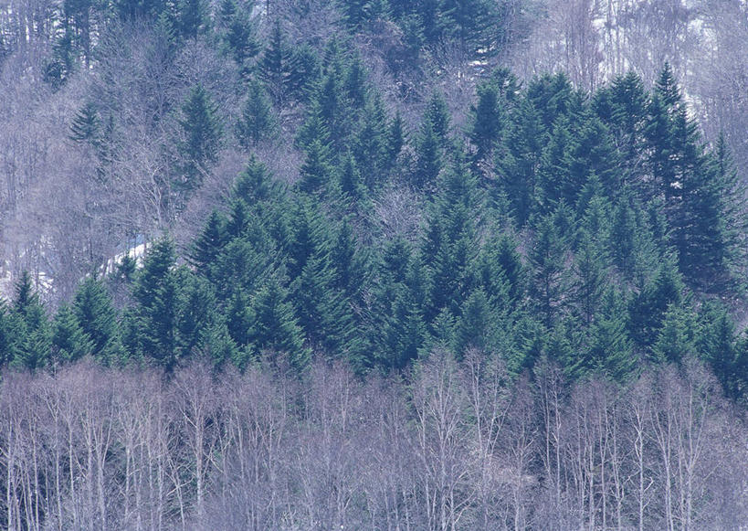 无人,横图,室外,白天,正面,旅游,度假,美景,森林,山,树林,雪,雪山,植物,大雪,北海道,日本,亚洲,冰,积雪,景观,山峰,雪景,冬季,冬天,山峦,娱乐,树,树木,绿色,自然,享受,休闲,景色,放松,寒冷,生长,成长,冰冷,自然风光,东亚,札幌,日本国,北海道地方,北海道岛,严寒,县厅,冰凉,酷寒,凛冽,凛凛,极冷,彩图,札幌市