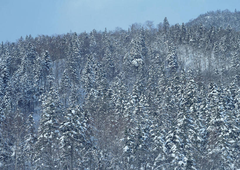 无人,横图,室外,白天,正面,旅游,度假,美景,森林,山,树林,雪,雪山,植物,大雪,北海道,日本,亚洲,阴影,光线,影子,冰,积雪,景观,山峰,雪景,冬季,冬天,山峦,娱乐,树,树木,蓝色,绿色,蓝天,天空,阳光,自然,天,享受,休闲,景色,放松,寒冷,生长,晴朗,成长,冰冷,自然风光,东亚,万里无云,札幌,日本国,北海道地方,北海道岛,严寒,县厅,冰凉,酷寒,凛冽,凛凛,极冷,晴空,晴空万里,彩图,札幌市