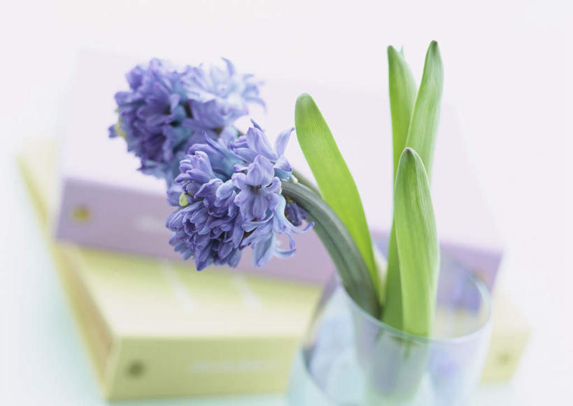 无人,横图,俯视,室内,特写,白天,白色背景,爱情,风信子,花瓶,叶子,阴影,朦胧,模糊,盛开,反射,影子,绿叶,花蕾,玻璃制品,花,花瓣,花朵,鲜花,两朵,两个,紫色,玻璃瓶,瓶子,花苞,花蕊,嫩叶,摄影,影棚,悲伤,喜悦,风信花,怀念,文件架,资料架,悲哀,文件框,文件座,资料档,资料座,西洋水仙,叶,叶片,彩图,高角度拍摄,影棚拍摄,拍摄