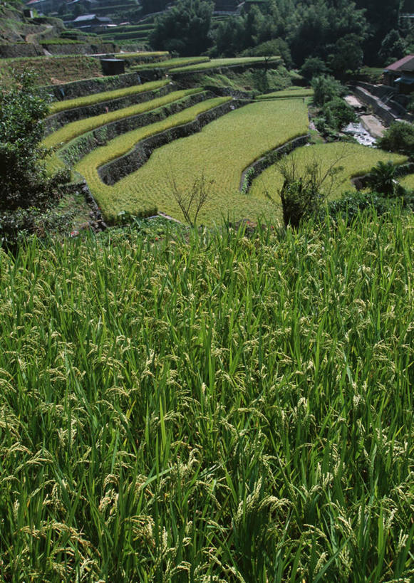 无人,农田,竖图,俯视,室外,白天,旅游,度假,庄稼,梯田,农作物,美景,树林,植物,福冈县,日本,亚洲,曲折,弯曲,景观,谷物,水稻,娱乐,稻,树,树木,绿色,自然,享受,休闲,景色,放松,蜿蜒,生长,成长,自然风光,东亚,福冈,日本国,九州本岛,九州,九州岛,九州地方,彩图,高角度拍摄,耕地,庄稼田,八女,八女市