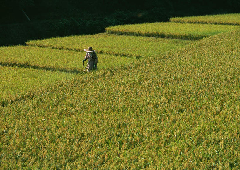 东方人,一个人,农民,农田,站,横图,俯视,室外,白天,民族服装,旅游,度假,庄稼,梯田,农作物,美景,树林,植物,帽子,福冈县,日本,亚洲,仅一个男性,仅一个人,曲折,弯曲,草帽,景观,谷物,水稻,黄种人,娱乐,稻,树,树木,仅一个年轻男性,绿色,自然,站着,享受,休闲,景色,放松,蜿蜒,生长,成长,自然风光,东亚,福冈,日本国,九州本岛,九州,九州岛,九州地方,男人,男性,年轻男性,亚洲人,佃农,农场主,农夫,农工,乡下人,小农,庄稼人,站立,彩图,高角度拍摄,全身,传统服装,民俗服,耕地,庄稼田,八女,八女市