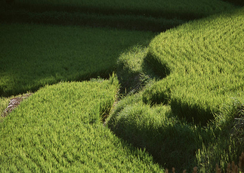 无人,农田,栏杆,横图,俯视,室外,白天,旅游,度假,庄稼,梯田,农作物,石头,美景,楼梯,大分县,日本,亚洲,曲折,弯曲,新鲜,纹路,扶手,石子,纹理,阶梯,墙,景观,娱乐,护栏,墙壁,墙面,台阶,绿色,自然,享受,休闲,景色,放松,蜿蜒,青春,生命,自然风光,和平,安详,东亚,肌理,日本国,九州本岛,九州,九州岛,九州地方,大分,冷色,石块,岩石,彩图,高角度拍摄,耕地,庄稼田,丰后大野市