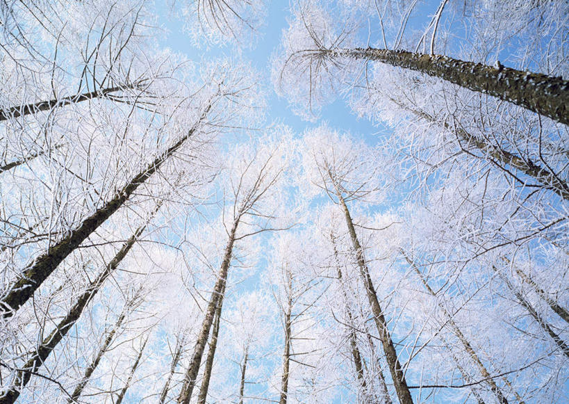 无人,横图,室外,白天,仰视,旅游,度假,美景,森林,树林,植物,松树,北海道,日本,亚洲,阴影,光线,影子,景观,树桩,娱乐,树,树干,树木,蓝色,绿色,蓝天,天空,阳光,自然,天,享受,休闲,木桩,景色,放松,生长,晴朗,成长,自然风光,坚定,东亚,万里无云,落叶松,日本国,北海道地方,北海道岛,长寿,贞洁,晴空,晴空万里,彩图,低角度拍摄,黄花松