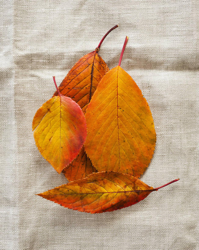 无人,竖图,俯视,室内,特写,白天,白色背景,袋子,叶子,四片,阴影,反射,影子,枯叶,落叶,麻袋,容器,摄影,影棚,储藏,储存,叶,叶片,彩图,高角度拍摄,影棚拍摄,拍摄,贮存