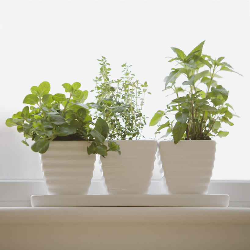 无人,方图,室内,特写,白天,正面,植物,窗户,叶子,一排,朦胧,模糊,整齐,盆栽,绿叶,盆景,玻璃窗,排列,绿色,自然,嫩叶,生长,成长,三盆,队列,叶,叶片,彩图