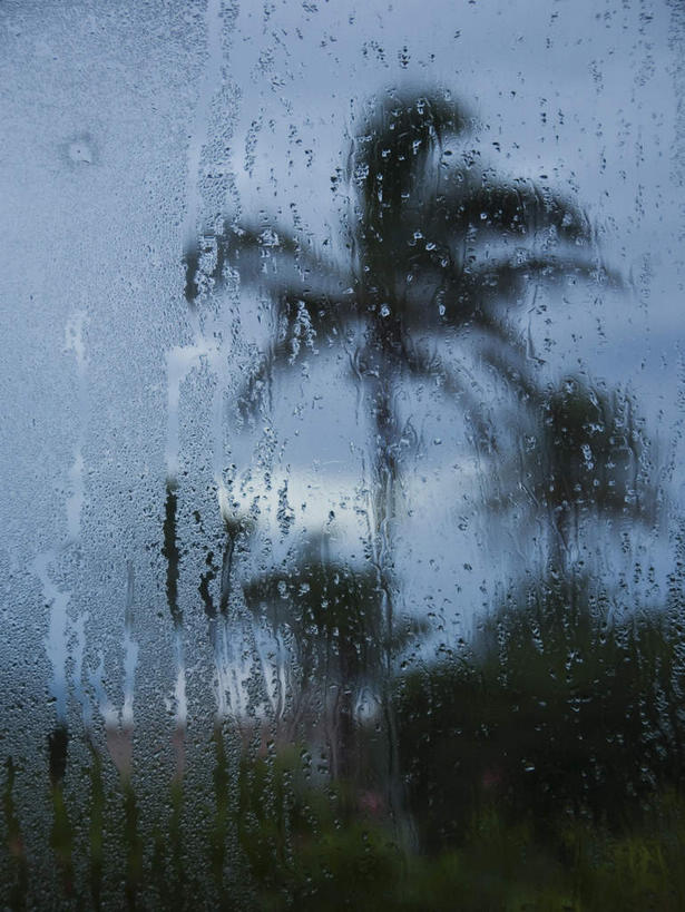 无人,竖图,室外,白天,正面,旅游,度假,美景,植物,暴风雨,暴雨,大暴雨,棕榈树,叶子,英国,欧洲,朦胧,模糊,景观,乌云,云,阴天,云朵,绿叶,云彩,娱乐,树,树木,绿色,天空,自然,天,享受,休闲,嫩叶,景色,大西洋,放松,生长,成长,昏暗,阴沉,西欧,灾难,自然风光,大不列颠,棕榈叶,大不列颠及北爱尔兰联合王国,百慕大,百慕大群岛,大不列颠联合王国,日不落英帝国,海外领地,英国海外领地,百慕达,劫难,磨难,灾祸,叶,叶片,彩图,灾害