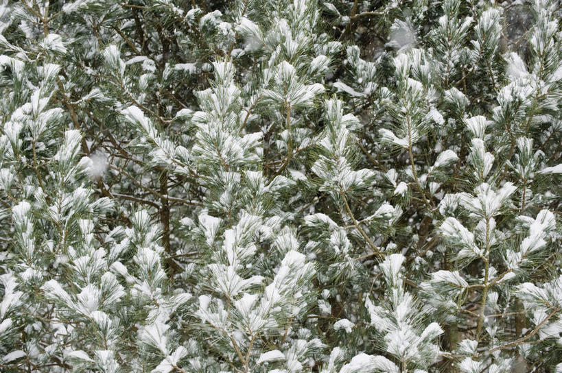 无人,横图,室外,白天,正面,旅游,度假,美景,树林,雪,植物,大雪,美国,朦胧,模糊,积雪,景观,雪景,冬季,冬天,娱乐,树,树木,绿色,自然,享受,休闲,景色,放松,寒冷,生长,成长,北美,北美洲,自然风光,美洲,北亚美利加洲,亚美利加洲,康涅狄格,康涅狄格州,宪法之州,豆蔻之州,严寒,彩图