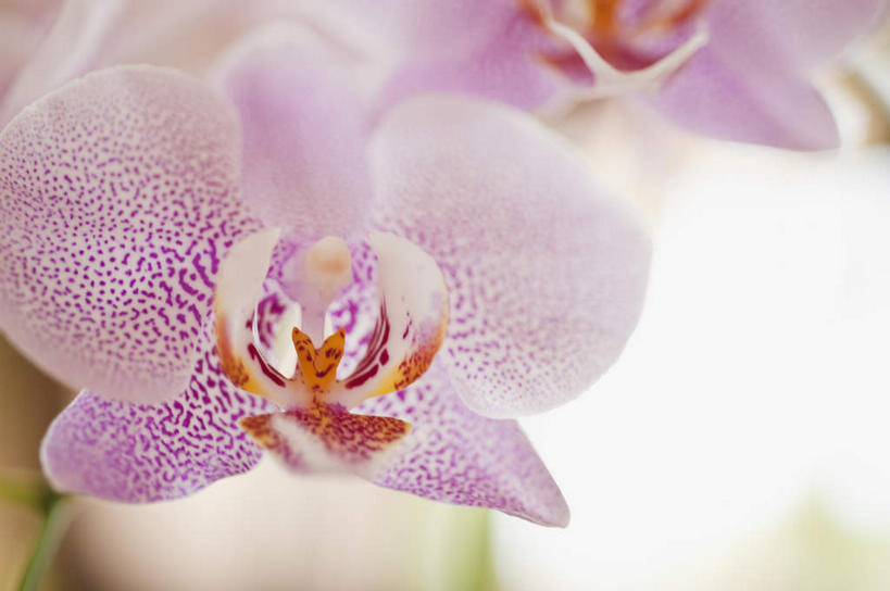 无人,横图,室外,特写,白天,正面,旅游,度假,美景,加勒比海,朦胧,模糊,盛开,景观,花蕾,娱乐,花,花瓣,花朵,鲜花,紫色,自然,花苞,花蕊,享受,休闲,景色,南美,放松,南美洲,高雅,拉丁美洲,自然风光,美洲,维京群岛,亚美利加洲,南亚美利加洲,淡泊,花中君子,处女群岛,美属处女群岛,美属维尔京群岛,维尔京群岛,热带兰,洋兰,美属维京群岛,圣汤姆斯,兰花,彩图