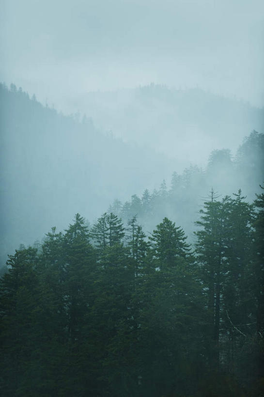 无人,竖图,室外,白天,正面,旅游,度假,美景,森林,山,山脉,树林,植物,雾,美国,朦胧,模糊,景观,山峰,山峦,娱乐,树,树木,绿色,自然,群山,享受,休闲,景色,放松,生长,成长,连绵,迷雾,北美,北美洲,绵延,自然风光,美洲,田纳西州,北亚美利加洲,亚美利加洲,田纳西,志愿之州,联贯,大雾,彩图