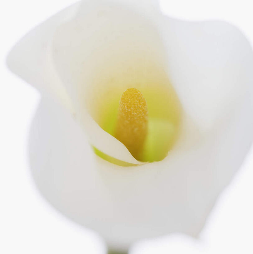 无人,竖图,俯视,室内,特写,白天,白色背景,纯洁,马蹄莲,盛开,花蕾,花,花瓣,花朵,鲜花,虔诚,一朵,黄色,白色,花苞,花蕊,摄影,影棚,希望,优雅,高贵,纯净,马蹄兰,博爱,永恒,尊贵,高洁,慈菇花,圣洁,水芋,水芋马,彩图,高角度拍摄,影棚拍摄,拍摄
