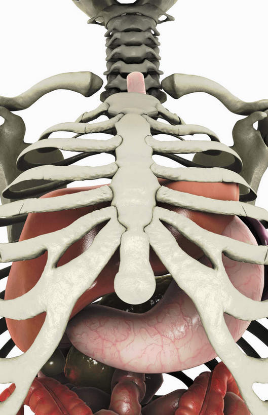 胸骨,肋骨,十二指肠,无人,竖图,插画,室内,特写,白天,白色背景,正面