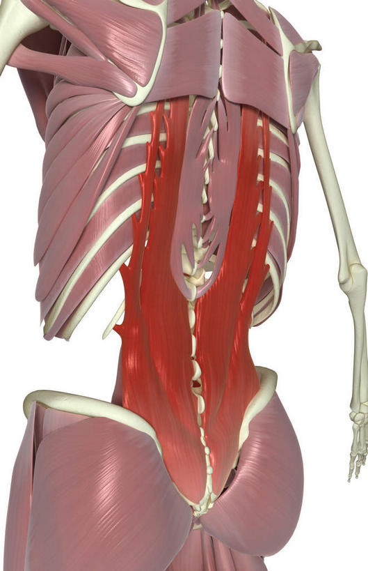 动脉,静脉,骨骼,胸骨,肋骨,骨盆,肌肉,健壮,无人,竖图,插画,室内,特写,白天,白色背景,正面,数码,科技,静物,阴影,网络,医学,骨头,高光,几何,计算机图形,合成,图画,画,模型,健康,活力,力量,人体,青春,电脑合成图,数码合成图,骨架,生物学,强壮,漫画,生理学,写实,具体,具象,尺骨,骶骨,髋骨,软肋骨,腰骨,腰肌,半身,彩图