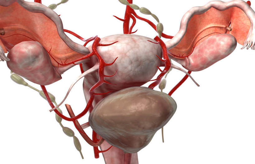 内脏,动脉,静脉,膀胱,卵巢,子宫,阴道,无人,横图,插画,室内,特写,白天,白色背景,正面,数码,科技,静物,阴影,网络,医学,高光,几何,计算机图形,合成,图画,画,模型,人体,电脑合成图,数码合成图,生物学,人体器官,器官,漫画,输卵管,生理学,写实,具体,具象,彩图