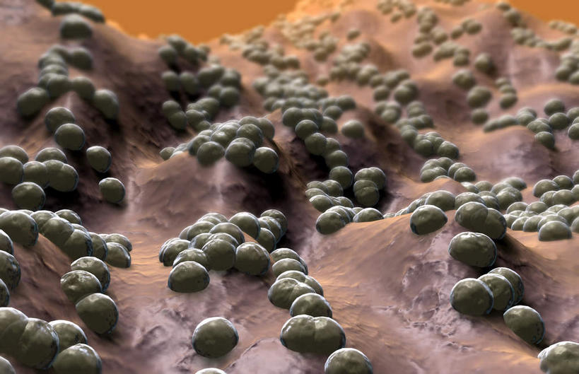 无人,横图,插画,室内,特写,白天,白色背景,正面,数码,科技,微生物,阴影,网络,细菌,医学,高光,几何,计算机图形,合成,图画,画,生物,电脑合成图,数码合成图,医疗,生物学,漫画,写实,具体,具象,寄生,生命体,球菌,彩图