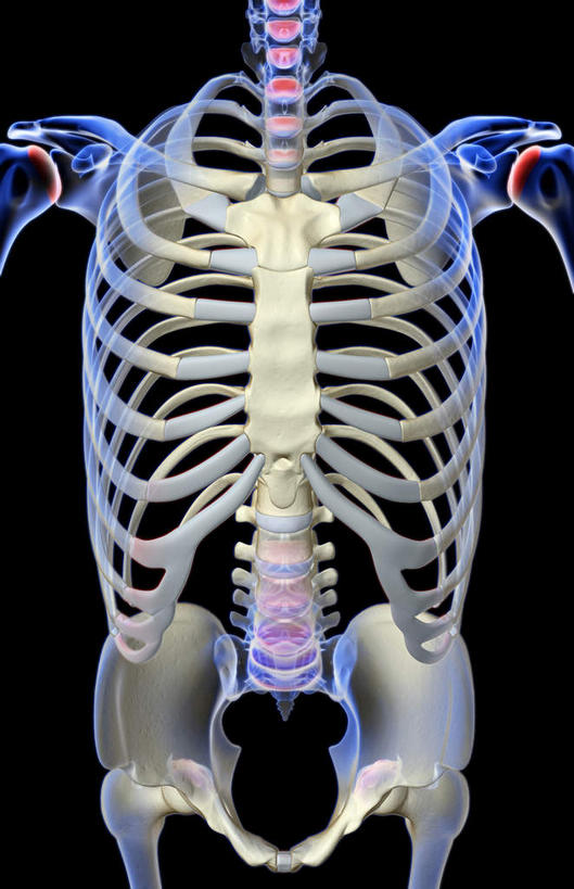 锁骨,肩胛骨,动脉,静脉,骨骼,肋骨,脊椎,骨盆,无人,竖图,插画,x光片,室内,特写,白天,正面,数码,科技,静物,阴影,黑色背景,辐射,科学,网络,医学,骨头,高光,几何,计算机图形,合成,图画,画,模型,人体,电脑合成图,数码合成图,骨架,医疗,生物学,科学技术,x射线,手骨,盆骨,x光,漫画,生理学,写实,具体,具象,肱骨,股骨,椎骨,脊椎骨,坐骨,脊柱,彩图,电磁波,电磁辐射