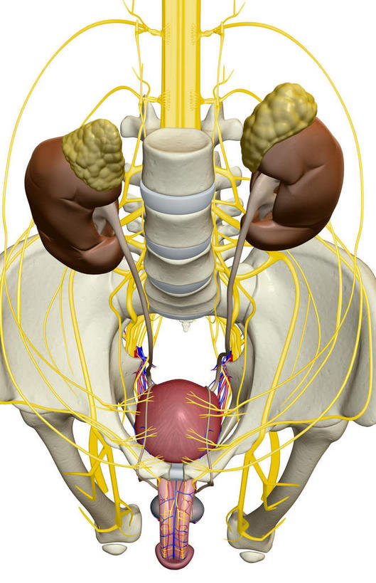 内脏,肾脏,骨骼,脊椎,骨盆,膀胱,阴茎,睾丸,阴囊,无人,竖图,插画,室内,白天,白色背景,正面,数码,科技,静物,阴影,局部,网络,医学,骨头,高光,几何,计算机图形,合成,图画,画,模型,人体,电脑合成图,数码合成图,骨架,生物学,人体器官,器官,盆骨,漫画,泌尿系统,前列腺,生理学,写实,具体,具象,股骨,脊椎骨,脊柱,肾,彩图,生殖器官