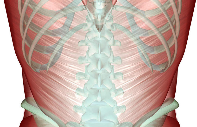 骨骼,肋骨,脊椎,肌肉,健壮,无人,横图,插画,室内,白天,白色背景,正面,数码,科技,静物,阴影,网络,医学,骨头,高光,几何,计算机图形,合成,图画,画,健康,活力,力量,人体,青春,电脑合成图,数码合成图,骨架,生物学,强壮,漫画,生理学,写实,具体,具象,背阔肌,脊椎骨,脊柱,彩图