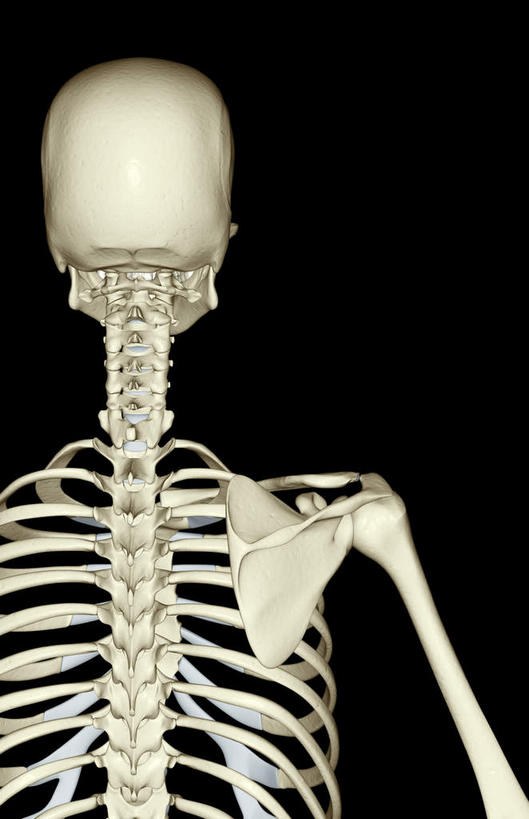 肩胛骨,骨骼,无人,竖图,插画,室内,特写,白天,正面,数码,科技,静物,阴影,黑色背景,网络,医学,骨头,高光,几何,计算机图形,合成,图画,肩膀,画,人体,电脑合成图,数码合成图,骨架,生物学,漫画,生理学,写实,具体,具象,肱骨,彩图