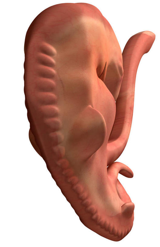 一个人,无人,坐,竖图,插画,室内,白天,白色背景,正面,数码,科技,仅一个人,阴影,网络,高光,几何,计算机图形,合成,图画,画,电脑合成图,数码合成图,胎儿,发育,漫画,孕育,写实,具体,具象,生殖,坐着,彩图,胚胎