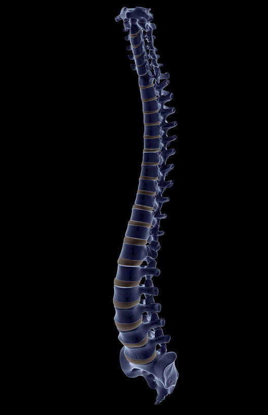 脊髓,骨骼,无人,竖图,x光片,室内,白天,正面,数码,科技,阴影,黑色背景,辐射,科学,网络,医学,骨头,高光,几何,计算机图形,合成,电脑合成图,数码合成图,骨架,医疗,科学技术,x射线,x光,写实,具体,具象,颈椎,尾骨,腰椎,脊柱,彩图,电磁波,电磁辐射