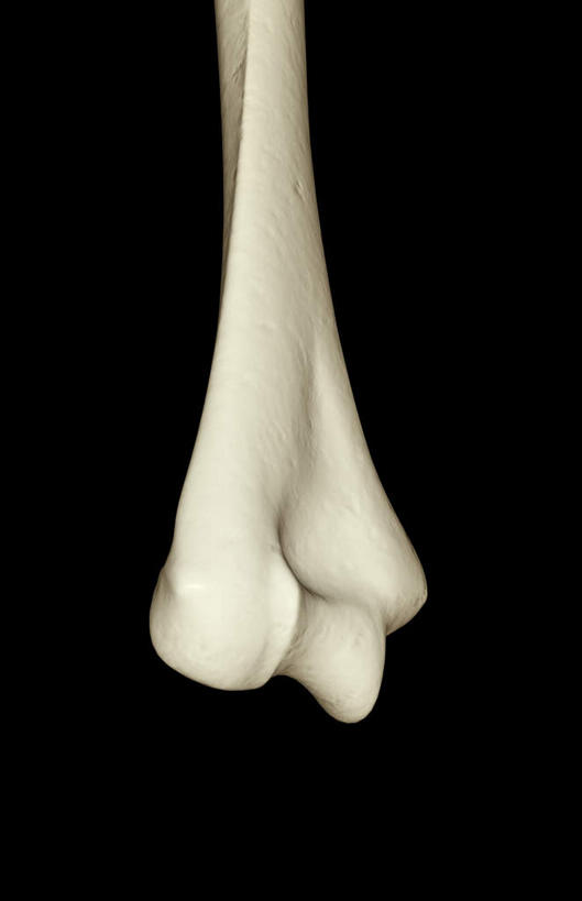 动脉,静脉,骨骼,无人,竖图,插画,室内,特写,白天,正面,数码,科技,静物,一根,阴影,黑色背景,网络,医学,骨头,高光,几何,计算机图形,合成,图画,画,白色,模型,人体,电脑合成图,数码合成图,骨架,生物学,漫画,生理学,写实,具体,具象,肱骨,彩图