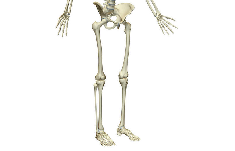 动脉,静脉,骨骼,骨盆,无人,站,横图,插画,室内,白天,白色背景,正面,数码,科技,静物,阴影,网络,医学,骨头,高光,几何,计算机图形,合成,图画,画,白色,模型,站着,人体,电脑合成图,数码合成图,骨架,生物学,漫画,生理学,写实,具体,具象,髌骨,跗骨,股骨,髋骨,桡骨,尾骨,腰骨,掌骨,指骨,趾骨,跖骨,站立,半身,彩图