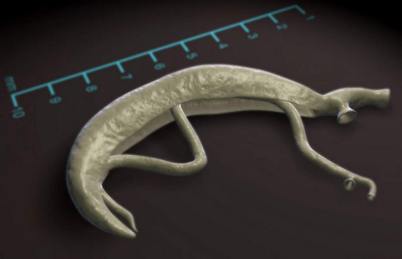 无人,横图,插画,室内,特写,白天,正面,数码,科技,静物,阴影,网络,医学,测量,标志,数字,文字,细胞,字符,刻度,高光,几何,计算机图形,合成,图画,标识,画,人体,阿拉伯数字,电脑合成图,数码合成图,生物学,衡量,漫画,生理学,写实,具体,具象,标度,寄生虫,血吸虫,彩图