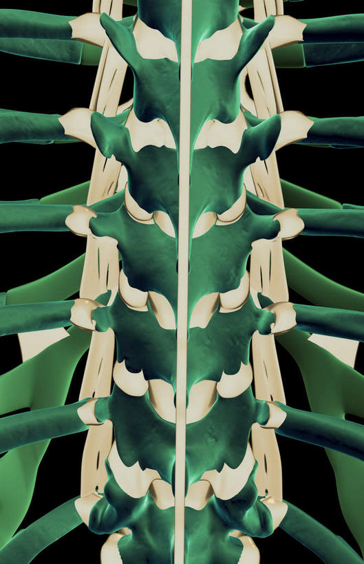 动脉,静脉,骨骼,无人,竖图,室内,特写,白天,正面,数码,科技,静物,阴影,黑色背景,局部,网络,医学,骨头,光芒,高光,几何,计算机图形,合成,绿色,模型,人体,部分,电脑合成图,数码合成图,骨架,生物学,韧带,生理学,写实,具体,具象,胸椎,腰骨,半身,彩图