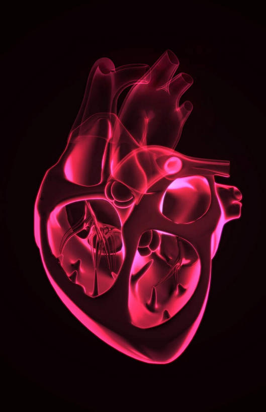 内脏,心脏,动脉,静脉,无人,竖图,插画,室内,特写,白天,正面,数码,科技,静物,阴影,黑色背景,网络,光芒,高光,几何,计算机图形,合成,图画,画,模型,人体,电脑合成图,数码合成图,生物学,器官,漫画,心血管,心房,心室,生理学,写实,具体,具象,心,彩图