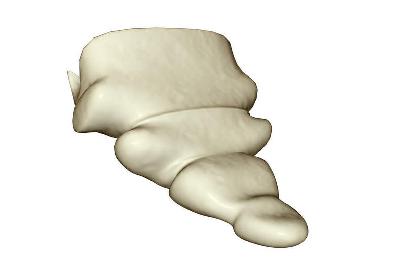 动脉,静脉,骨骼,无人,竖图,插画,室内,特写,白天,白色背景,正面,数码,科技,静物,阴影,局部,网络,医学,骨头,高光,几何,计算机图形,合成,图画,画,模型,人体,部分,电脑合成图,数码合成图,骨架,生物学,漫画,生理学,写实,具体,具象,尾骨,半身,彩图